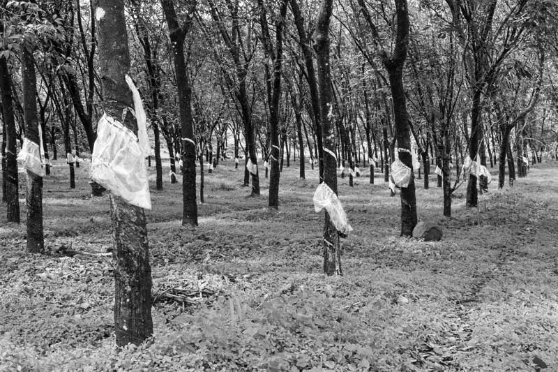 Rubber plantation on hills of the Western Ghats in Thrissur district, Kerala. Commercial plantations like this one cause large-scale deforestation, replacing natural forest cover by artificially maintained monoculture, in turn causing problems with sufficiency and quality of water resources
